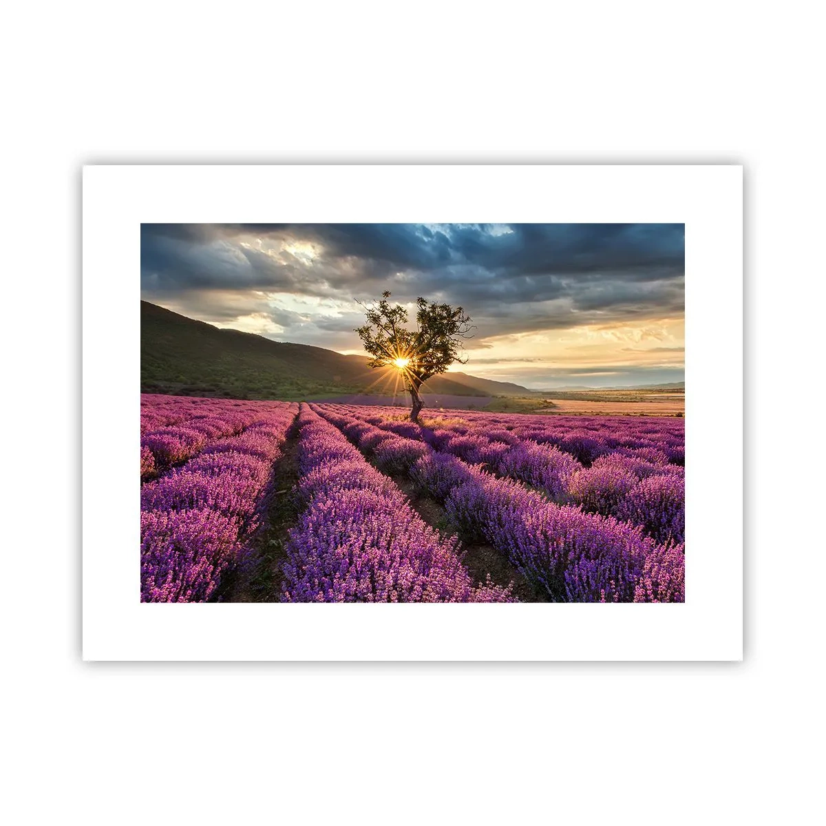 Poster - Aroma di colore lilla - 40x30 cm