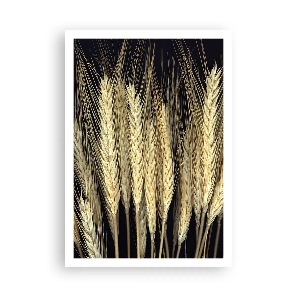 Poster - Magia rustica - 70x100 cm