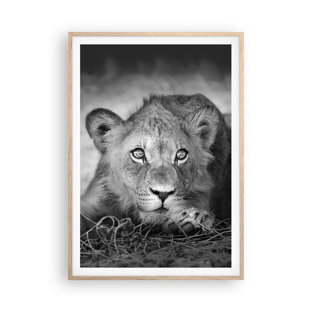 Poster in cornice rovere chiaro - Cucciolo reale - 70x100 cm