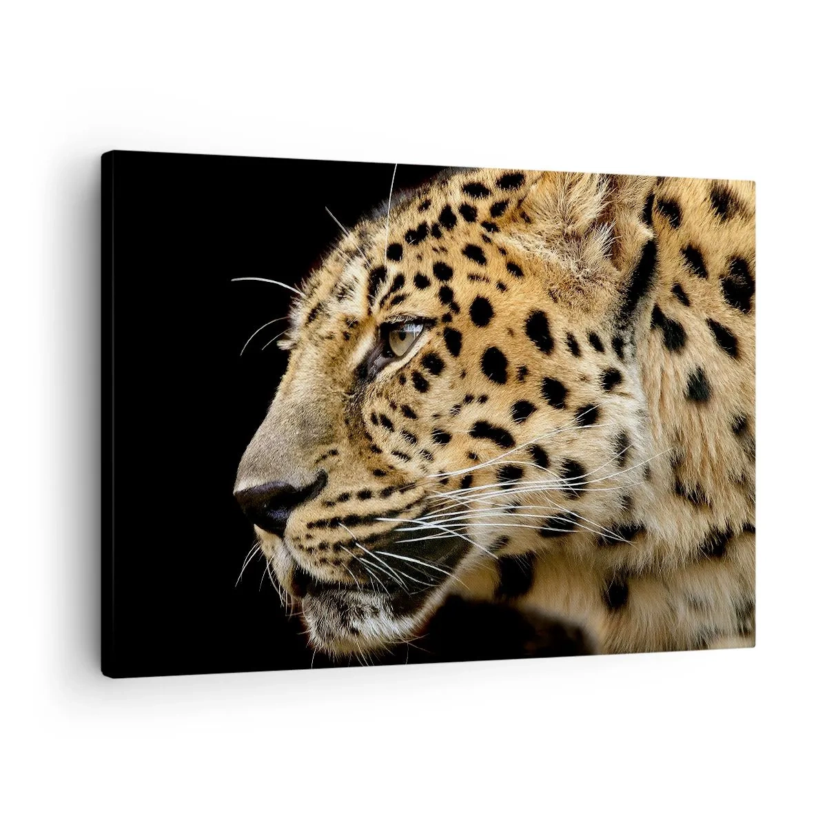 Quadro su tela - Stampe su Tela - Primo piano della testa di un leopardo su uno sfondo nero - 70x50cm - Calmo, concentrato, pronto - Decorazione murale moderna per soggiorno e camera da letto ARTTOR