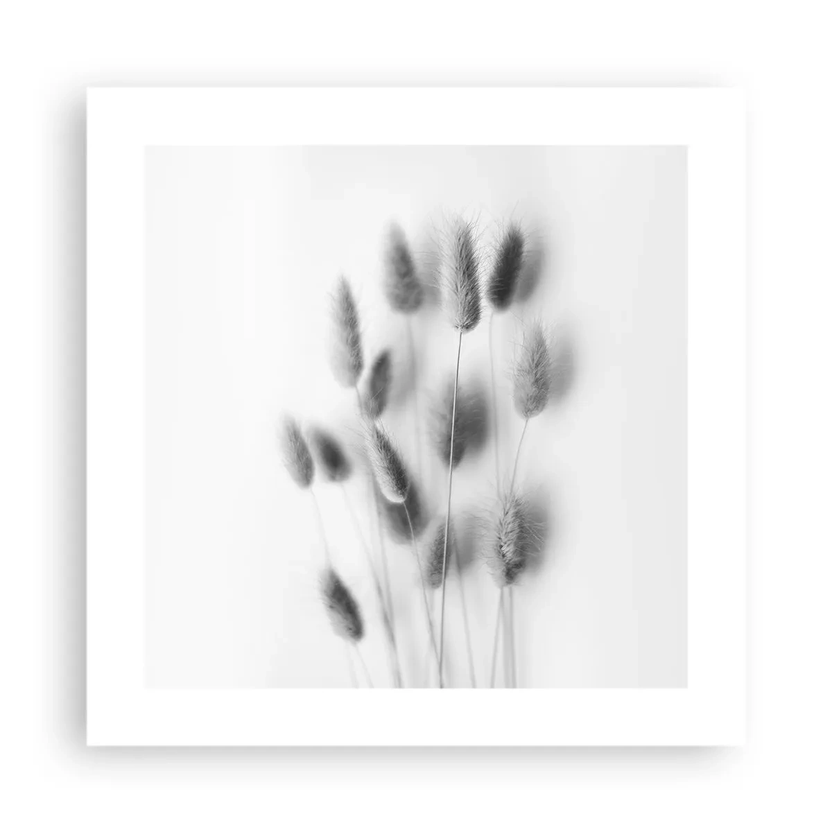 Poster - Erba soffice - 40x40 cm
