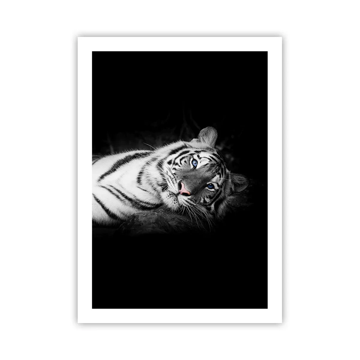 Poster - Una tigre bianca in uno scatto contrastante su uno sfondo nero - 50x70cm - Selvaggità e pace - Decorazione murale moderna per soggiorno e camera da letto ARTTOR