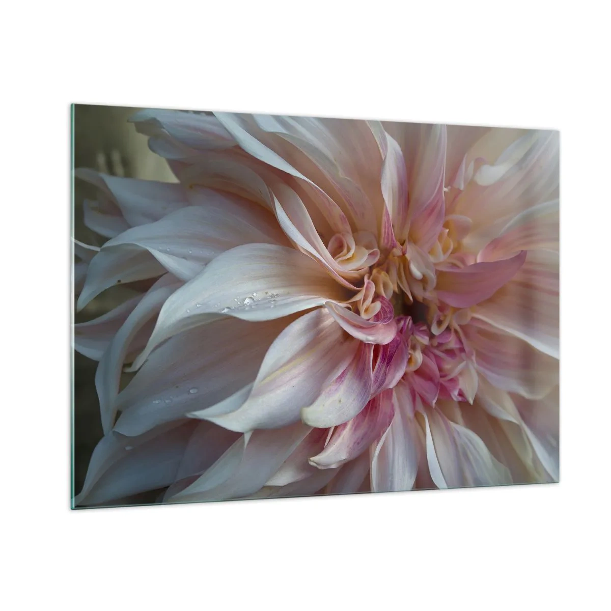 Quadro su vetro - Primo piano di un fiore rosa e crema con gocce d'acqua - 100x70cm - Freschezza in fiore - Decorazione murale moderna per soggiorno e camera da letto ARTTOR