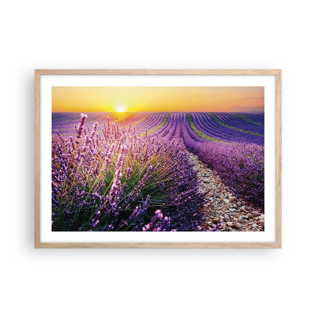 Poster in cornice rovere chiaro - Campo profumato - 70x50 cm