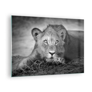 Quadro su vetro - Un cucciolo di leone in bianco e nero che fissa la telecamera - 70x50cm - Cucciolo reale - Decorazione murale moderna per soggiorno e camera da letto ARTTOR