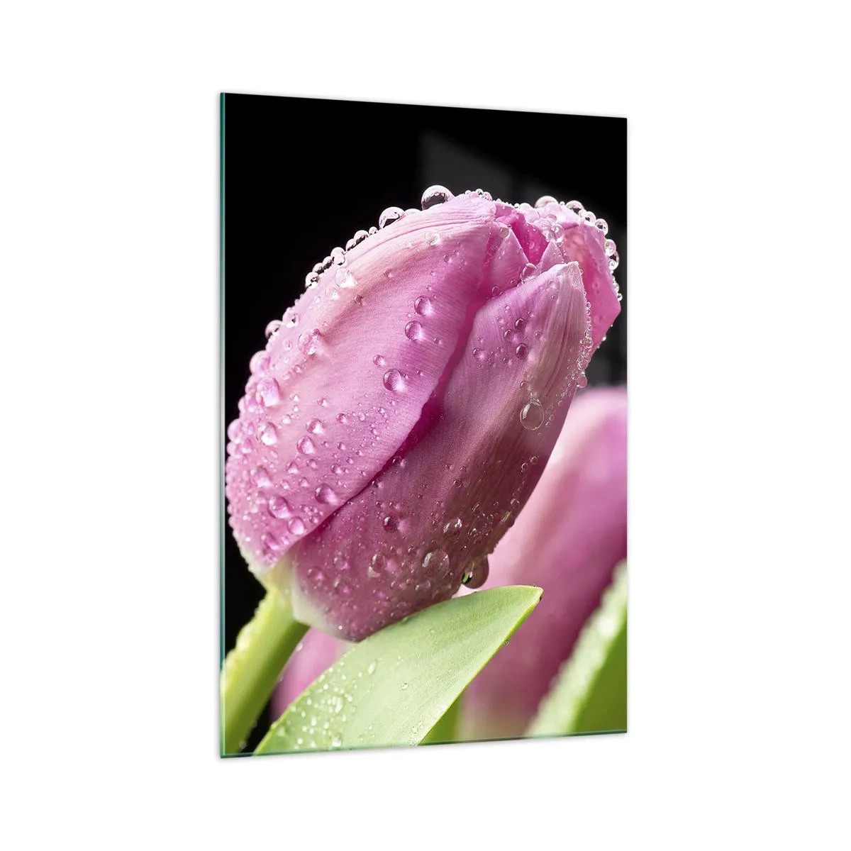 Quadro su vetro - Tulipano rosa con gocce d'acqua su sfondo nero - 70x100cm - Sogno lilla nella rugiada - Decorazione murale moderna per soggiorno e camera da letto ARTTOR