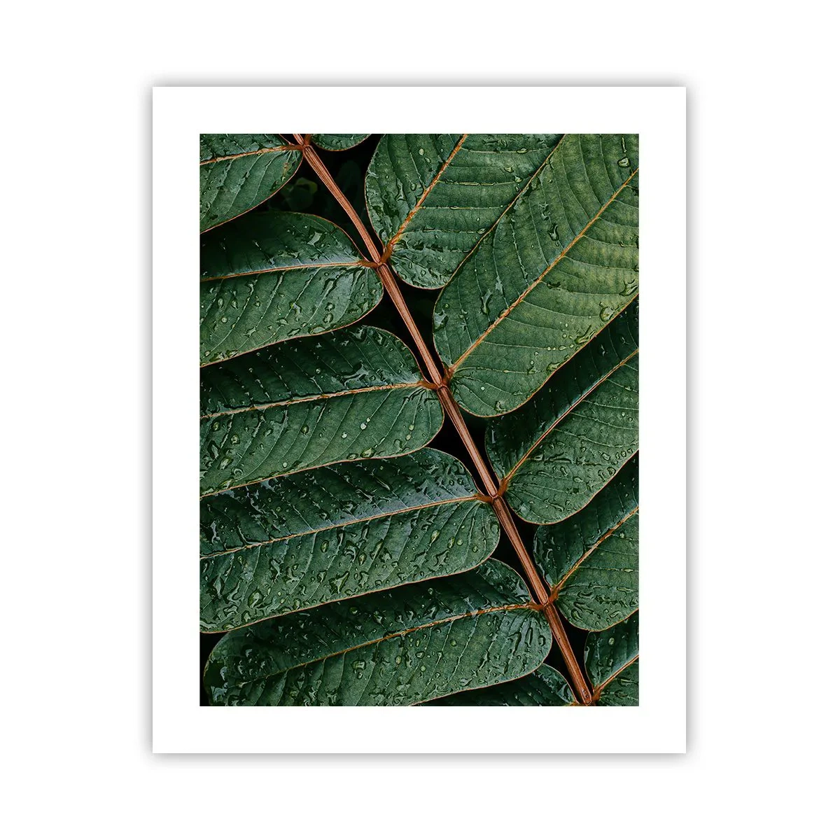 Poster - Al ritmo verde - 40x50 cm