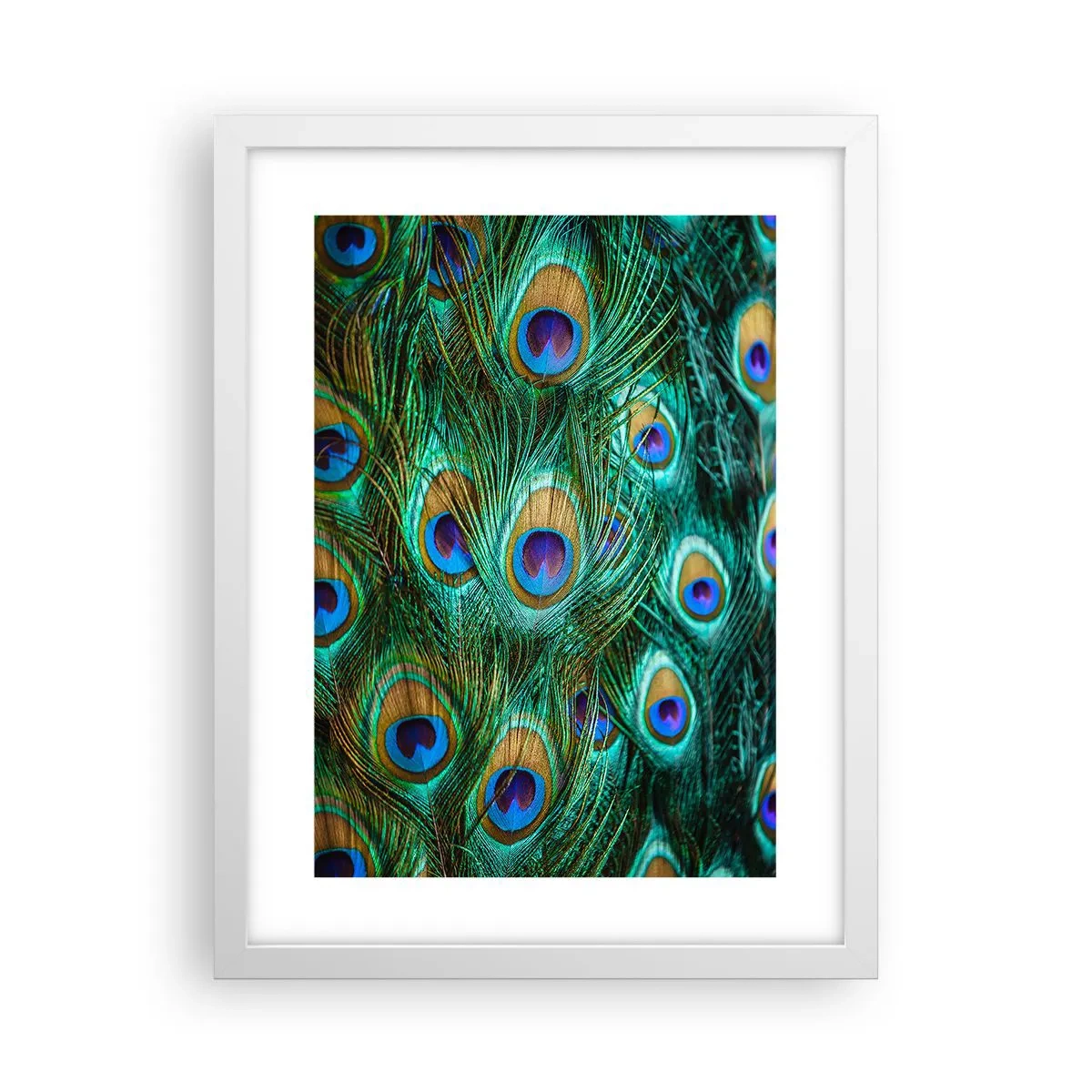 Poster in cornice bianca - Lo sguardo del pavone - 30x40 cm