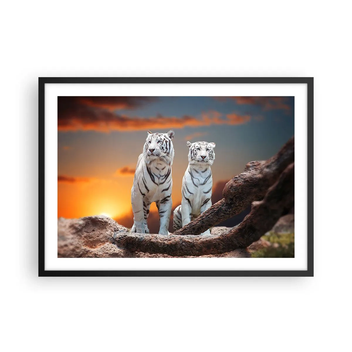 Poster in cornice nera - Tigri bianche al tramonto sullo sfondo della natura - 70x50cm - Proprio come a Narnia - Decorazione murale moderna per soggiorno e camera da letto ARTTOR