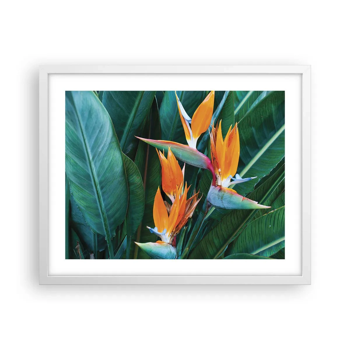 Poster in cornice bianca - È un fiore o un uccello? - 50x40 cm