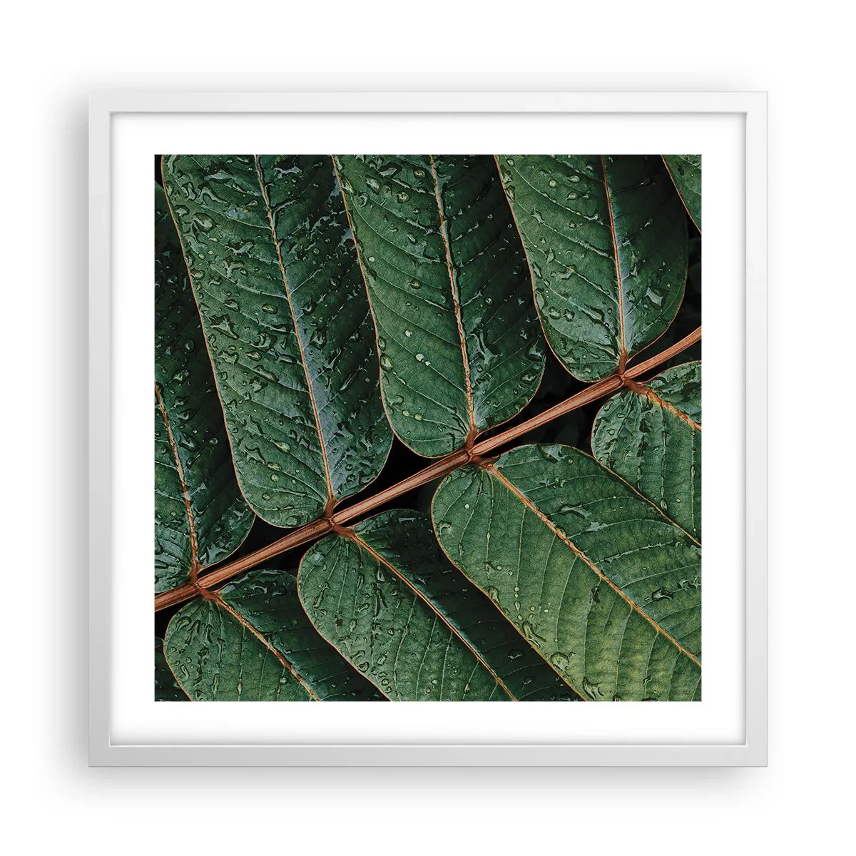 Poster in cornice bianca - Al ritmo verde - 50x50 cm