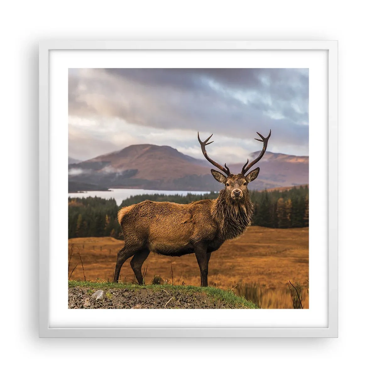 Poster in cornice bianca - Maestà della natura - 50x50 cm