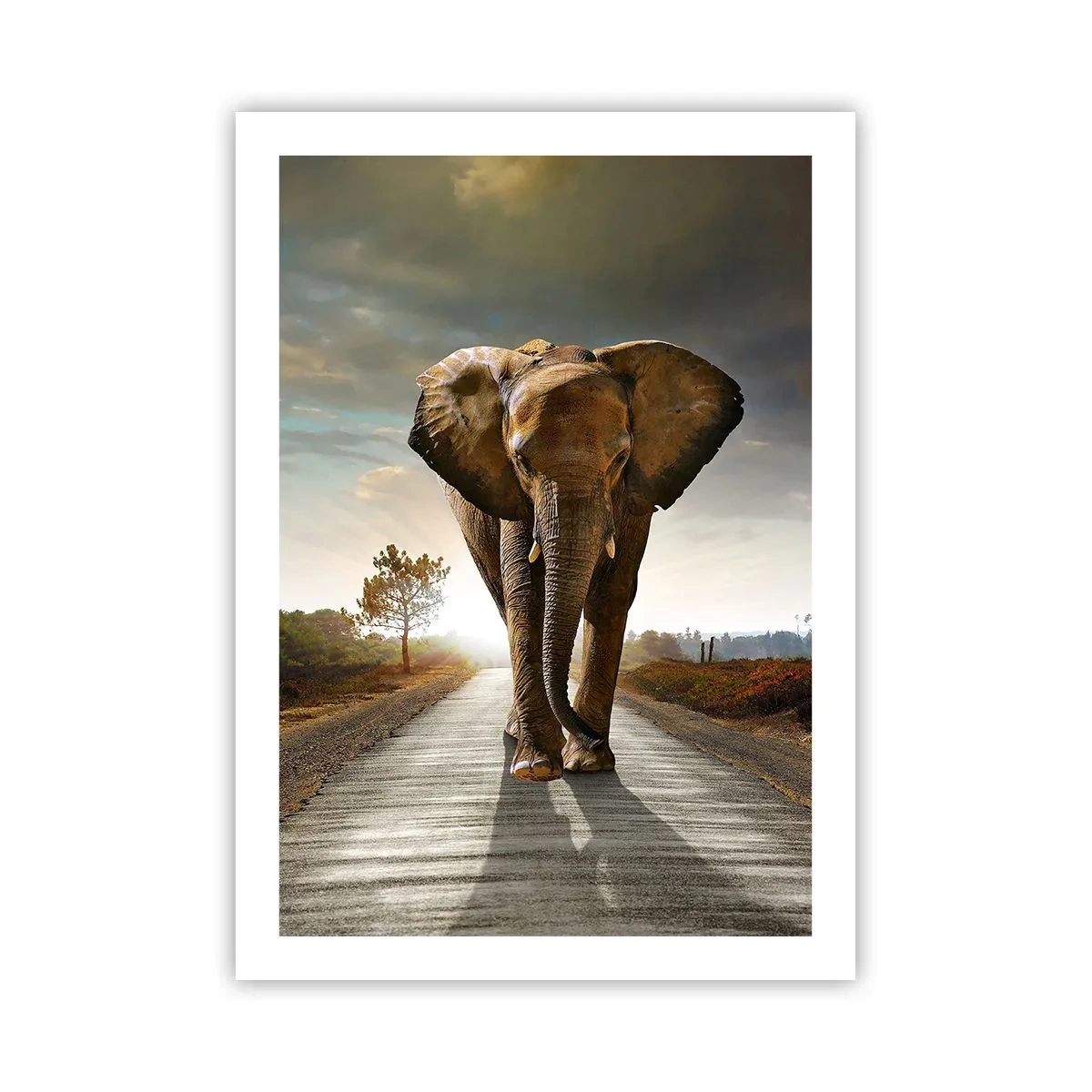Poster - Un elefante che cammina lungo la strada al tramonto - 50x70cm - E non nel negozio di cristalli - Decorazione murale moderna per soggiorno e camera da letto ARTTOR