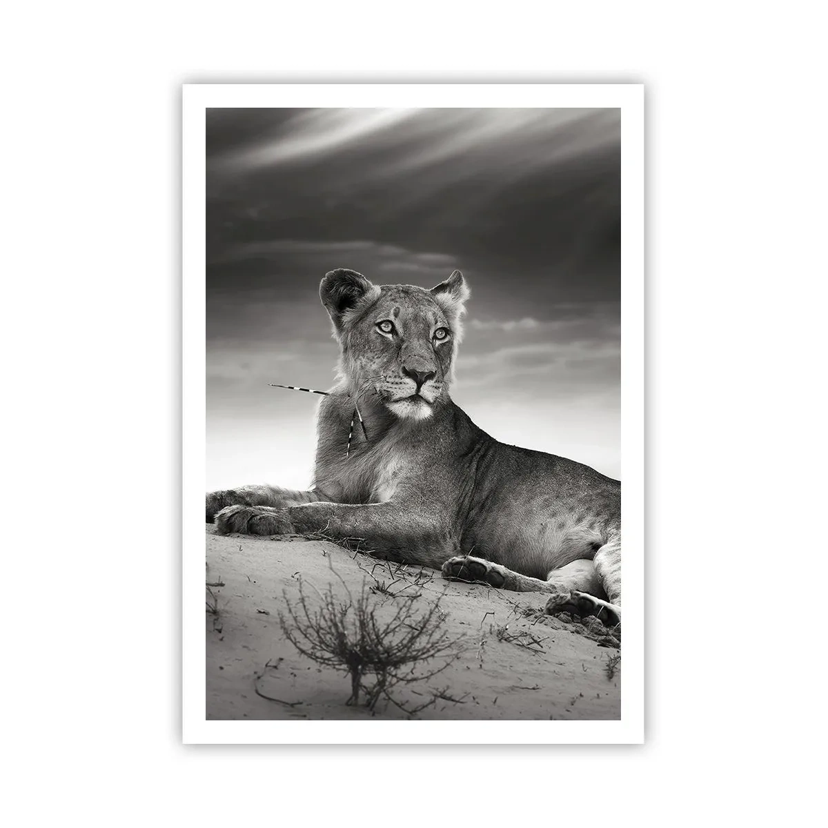 Poster - Il riposo della regina del deserto - 70x100 cm