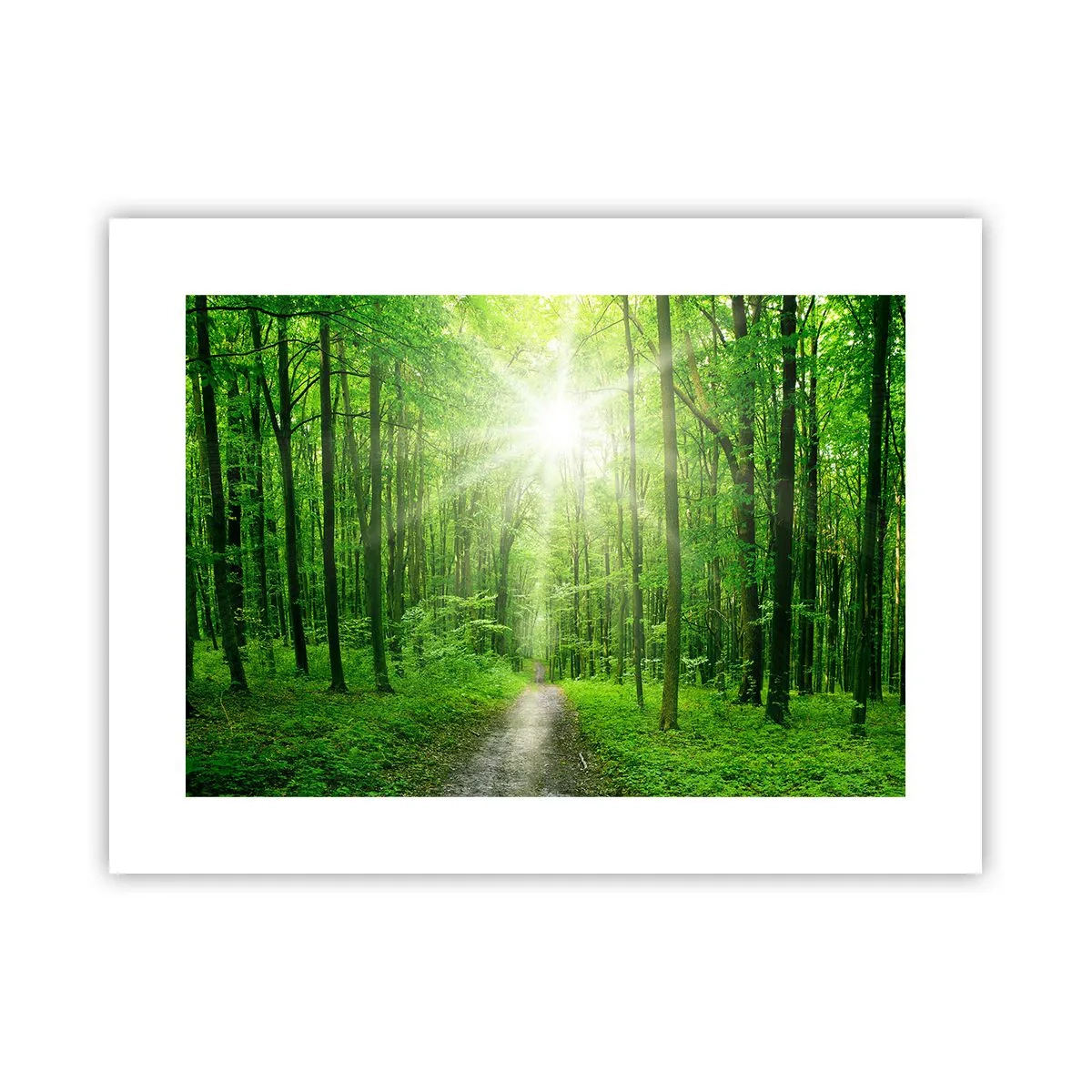 Poster - Cattedrale verde - 40x30 cm