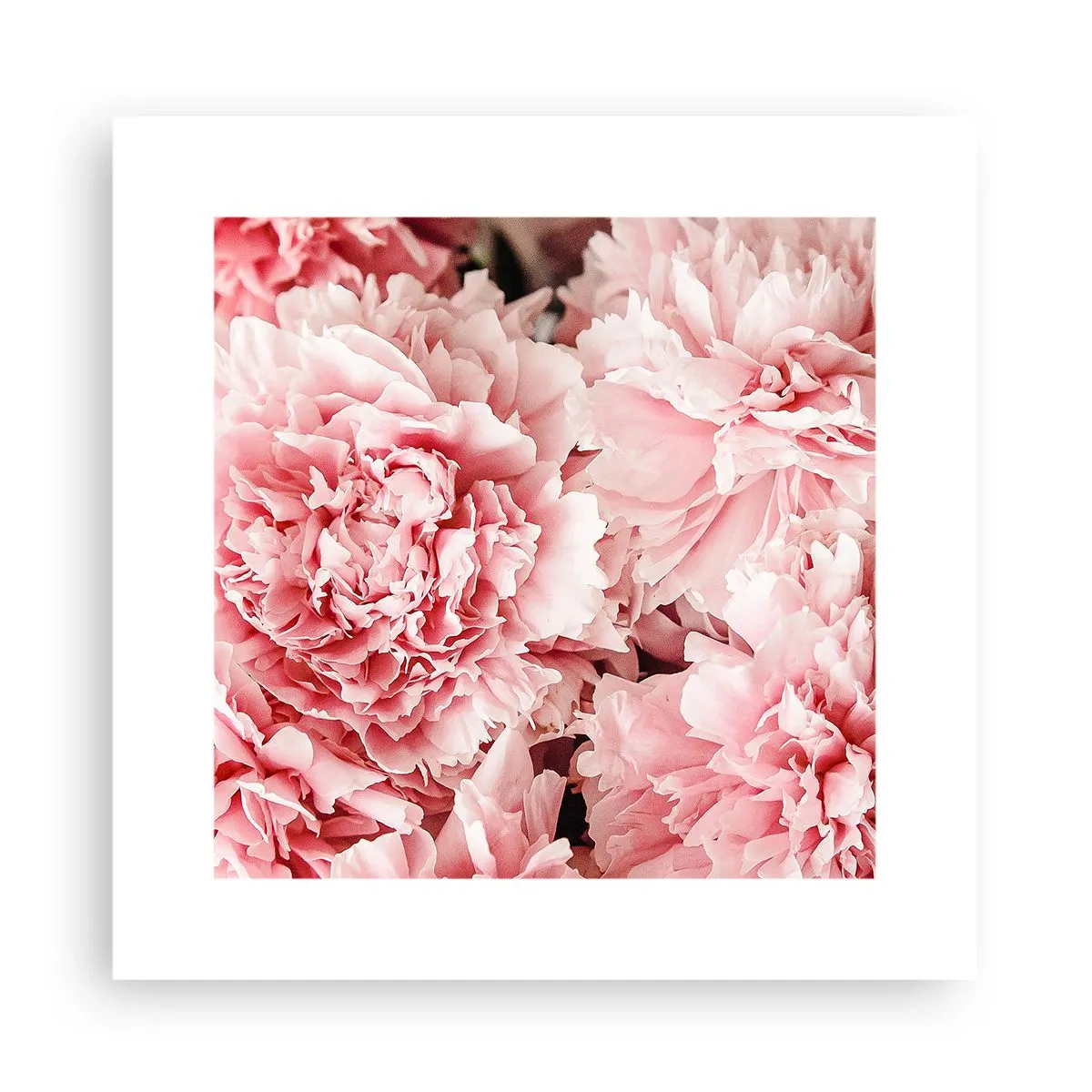 Poster - Sogno rosa - 30x30 cm
