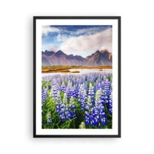 Poster in cornice nera - Un campo di lupini con le montagne sullo sfondo - 50x70cm - Forza e asprezza accanto alla mitezza - Decorazione murale moderna per soggiorno e camera da letto ARTTOR