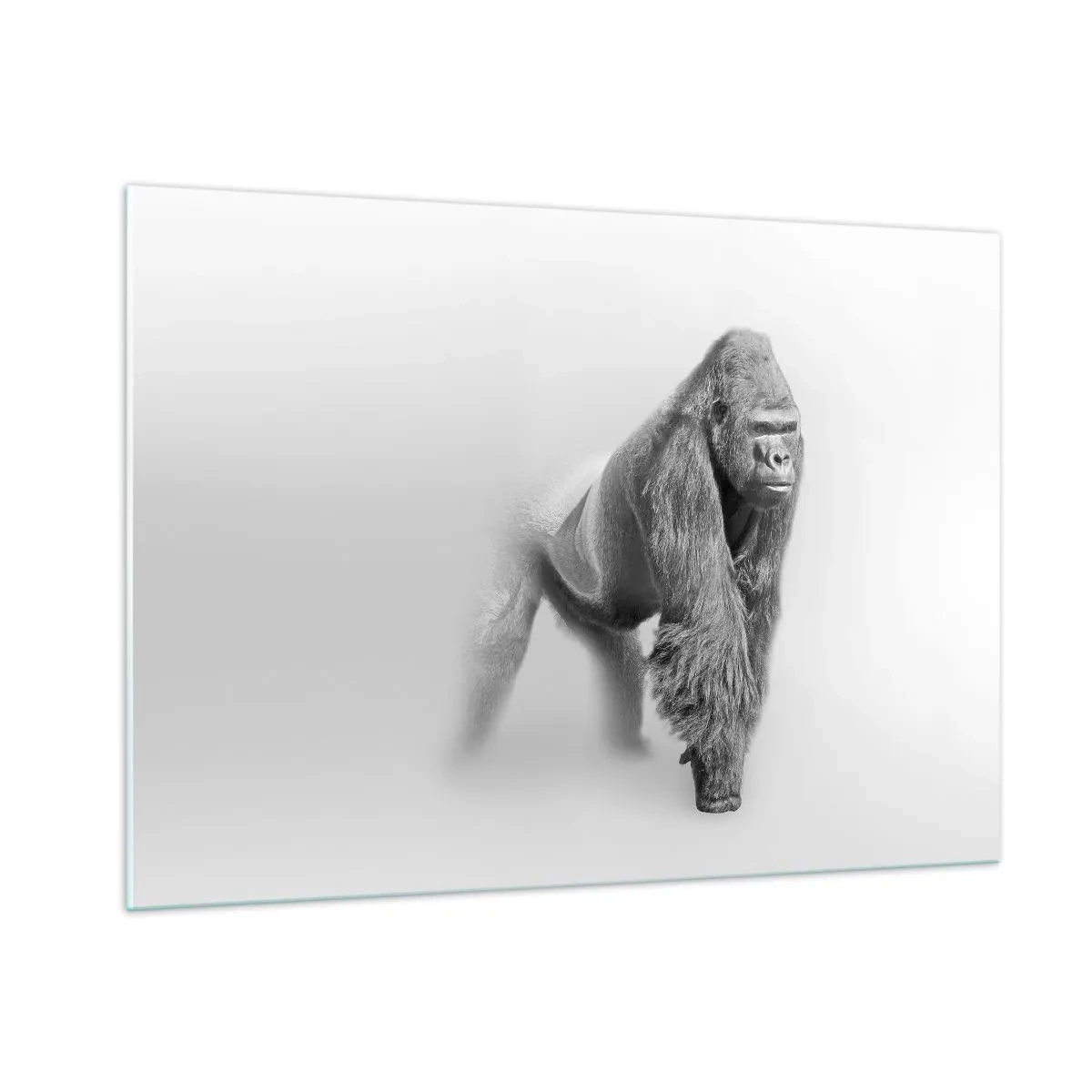 Quadro su vetro - Ritratto in bianco e nero di un maestoso gorilla su sfondo bianco - 100x70cm - Sicuro della propria forza - Decorazione murale moderna per soggiorno e camera da letto ARTTOR