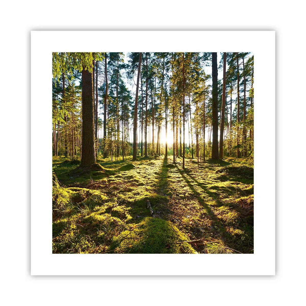 Poster - …dopo sette foreste - 40x40 cm