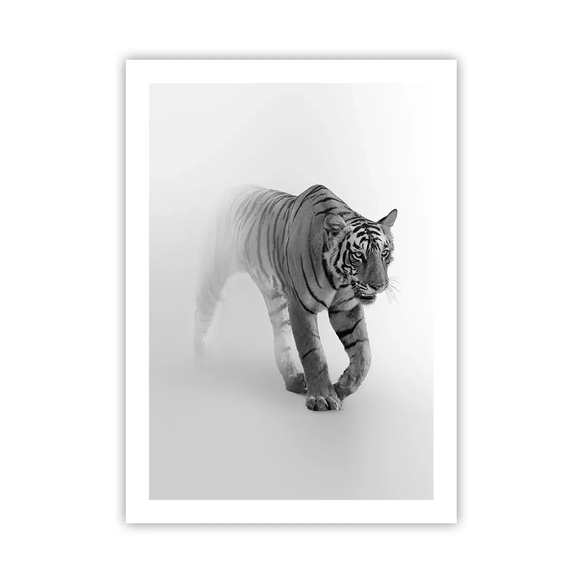 Poster - Una tigre bianca e nera che emerge dalla nebbia - 50x70cm - Incantato nella nebbia - Decorazione murale moderna per soggiorno e camera da letto ARTTOR