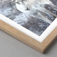 Rovere chiaro