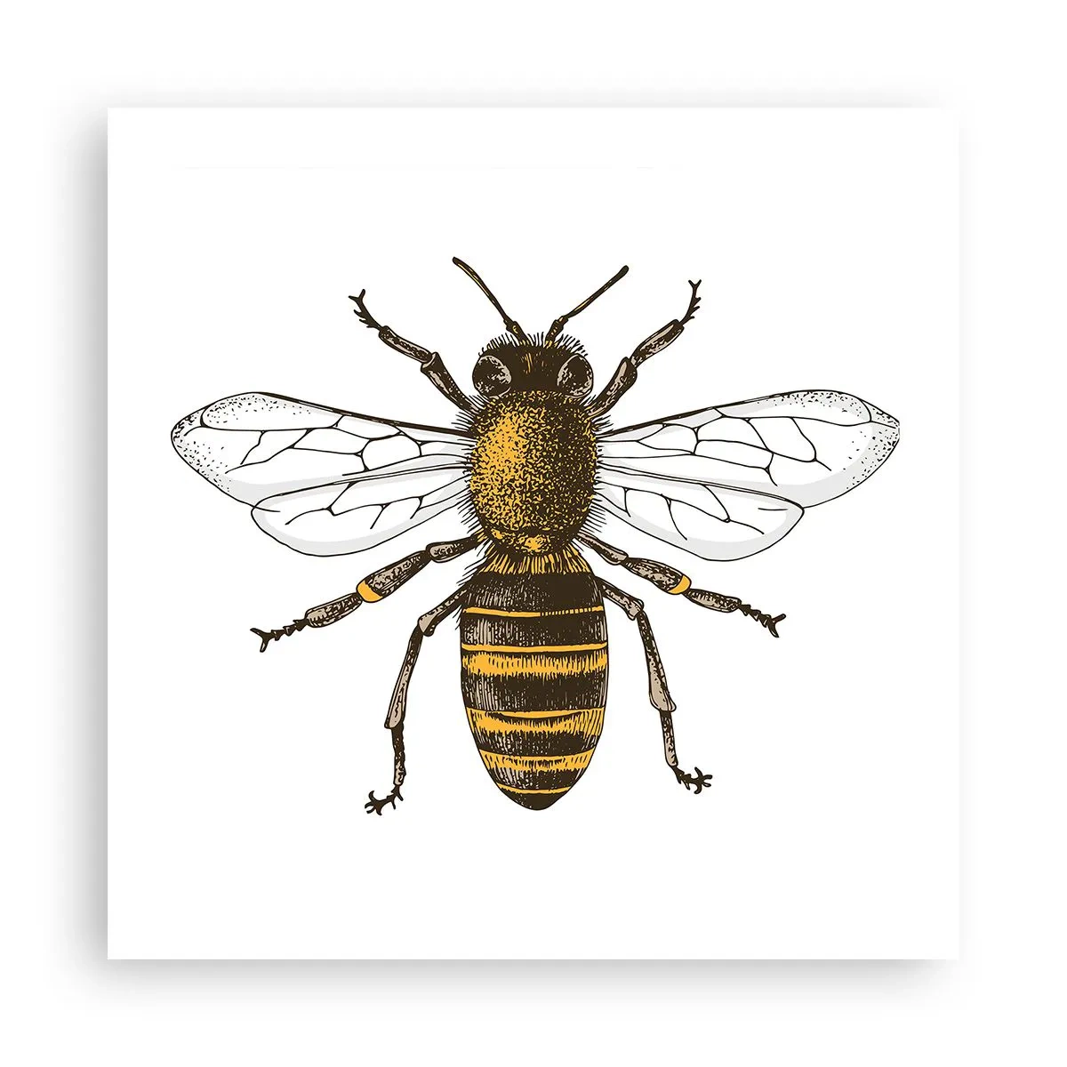 Poster - Bella e buona - 50x50 cm