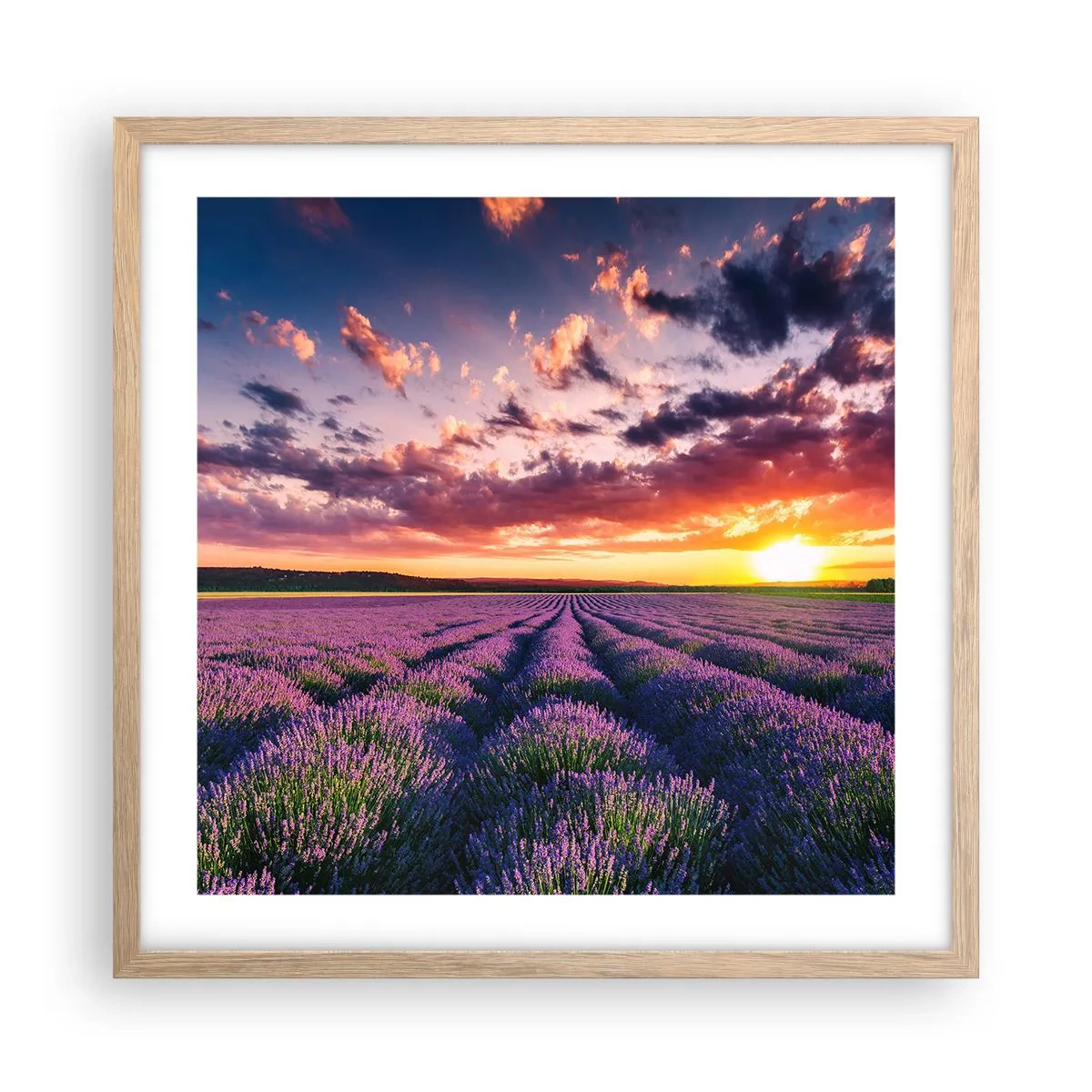 Poster in cornice rovere chiaro - Il mondo della lavanda - 50x50 cm