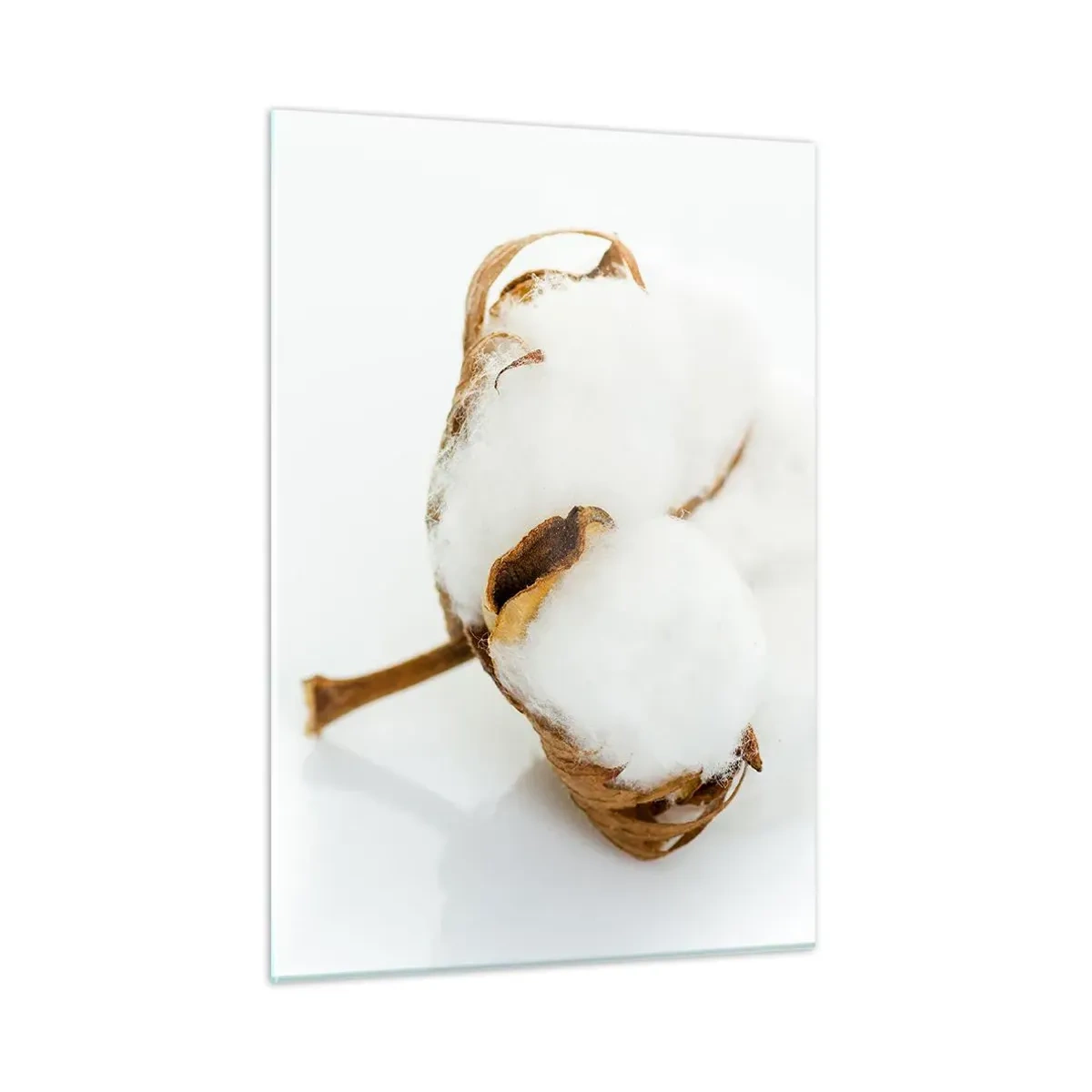 Quadro su vetro - Un singolo fiore di cotone soffice su uno sfondo bianco - 50x70cm - Naturalmente morbido - Decorazione murale moderna per soggiorno e camera da letto ARTTOR