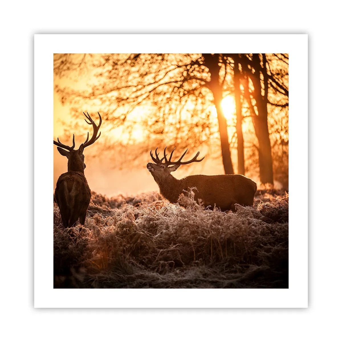 Poster - Il sogno del cacciatore - 50x50 cm