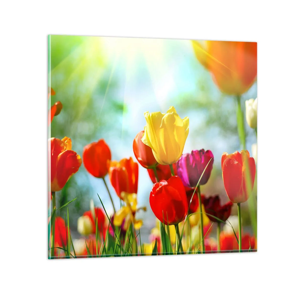 Quadro su vetro - Tutti i colori del sole - 60x60 cm