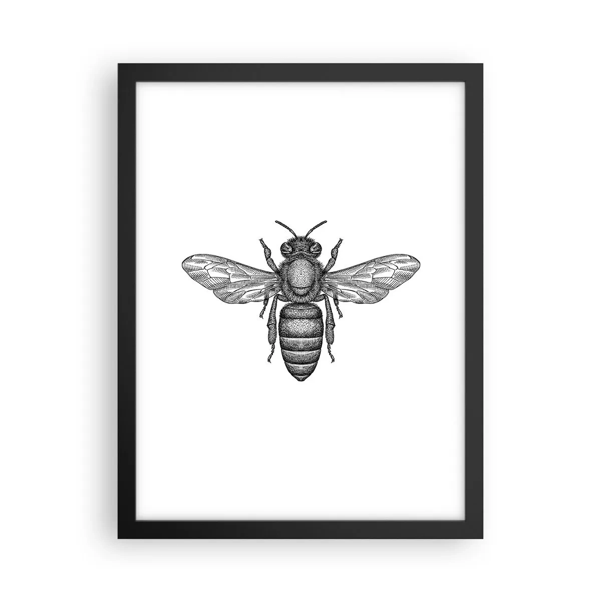 Poster in cornice nera - Ritratto d'insetto - 30x40 cm