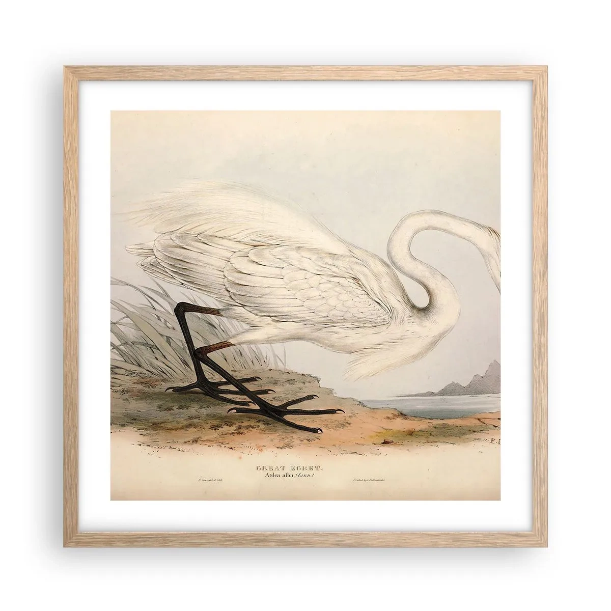 Poster in cornice rovere chiaro - La signora nel canneto - 50x50 cm