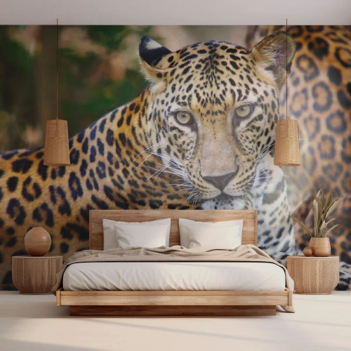Fotomurali Premium Sand - Un leopardo sdraiato con uno sguardo intenso sullo sfondo della giungla. - 100x70cm - Selvaggio e tranquillo - Decorazione murale moderna per soggiorno e camera da letto ARTTOR
