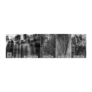 Campione di Fotomurale Premium Canvas - Nei getti di luce - Paesaggio, foresta, Bianco e nero - 100x30 cm