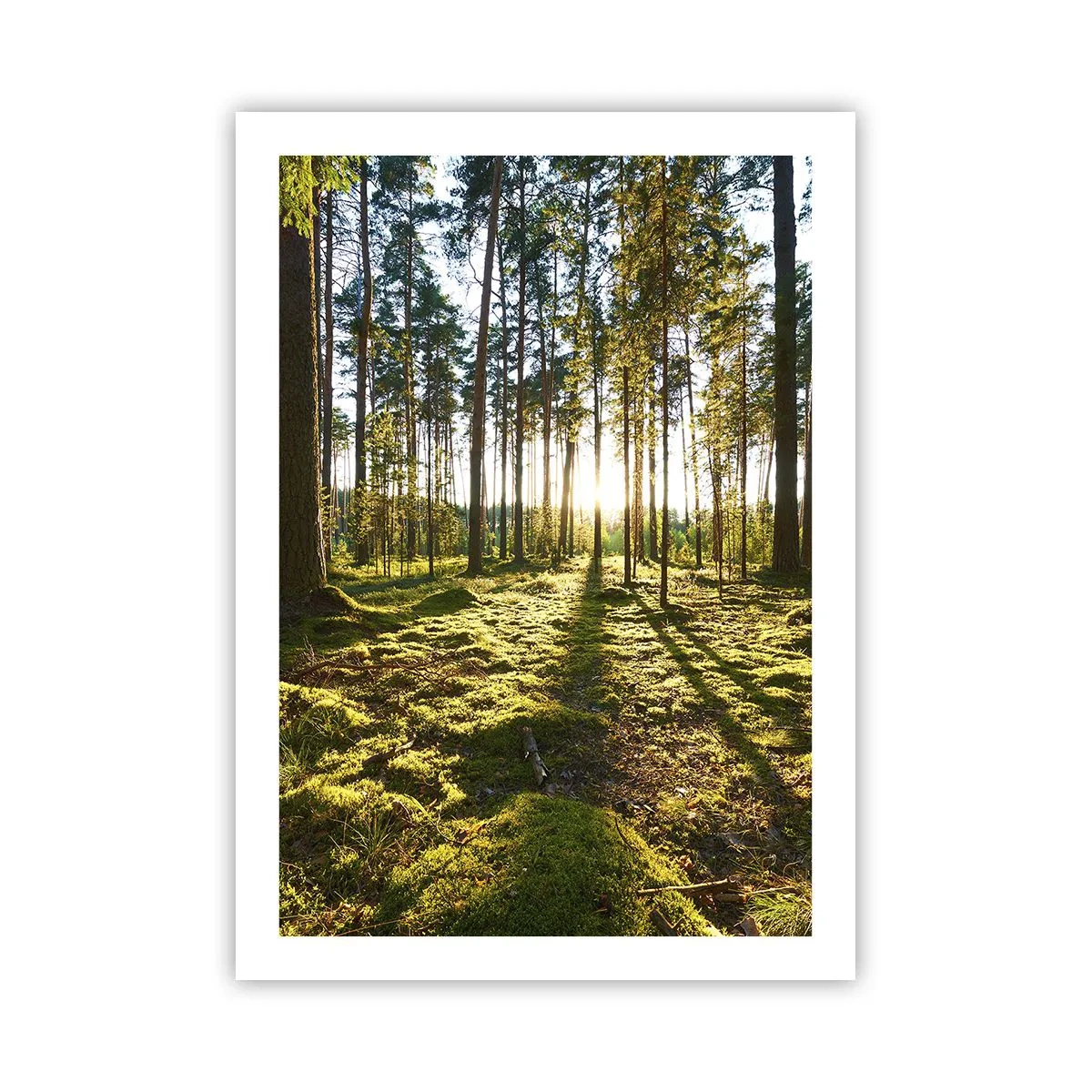 Poster - Foresta verde al mattino con i raggi del sole nascente - 50x70cm - …dopo sette foreste - Decorazione murale moderna per soggiorno e camera da letto ARTTOR
