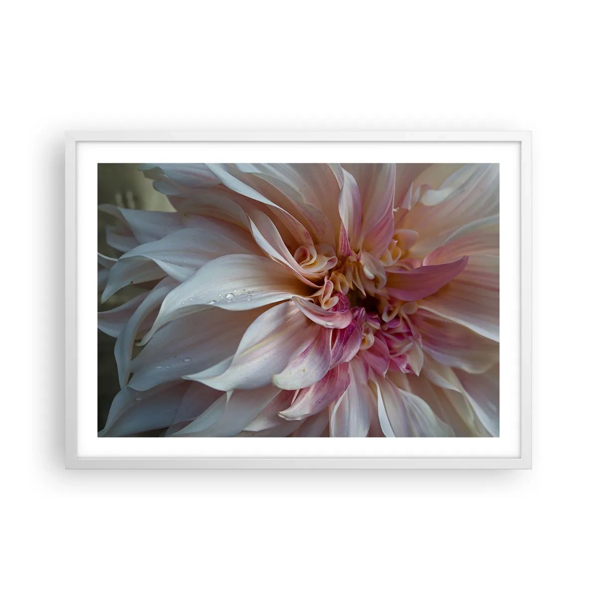 Poster in cornice bianca - Freschezza in fiore - 70x50 cm