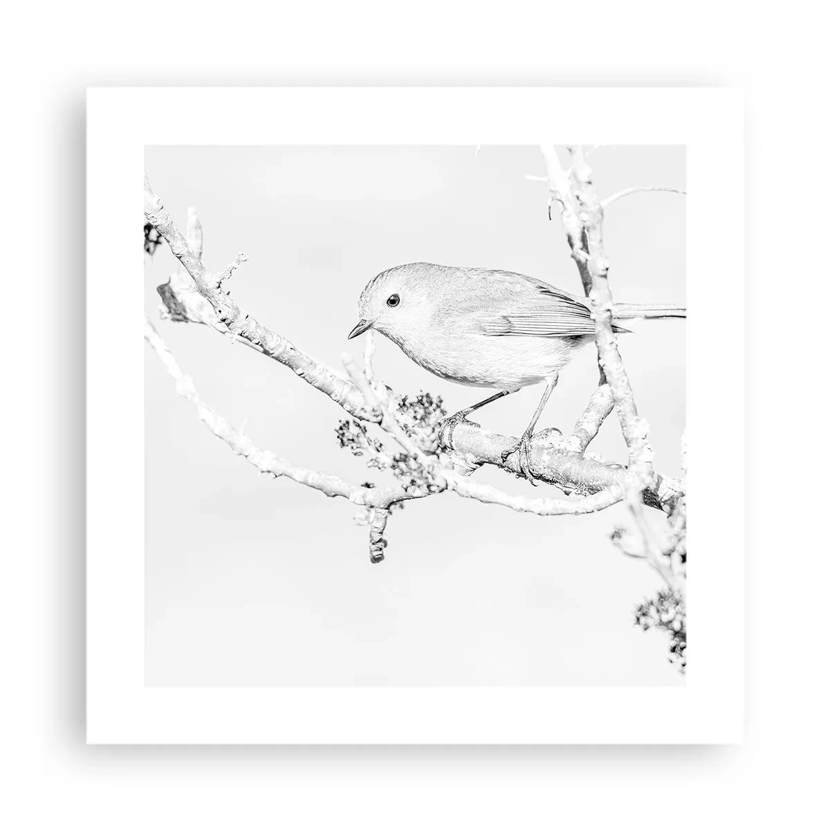 Poster - Mattino invernale - 40x40 cm