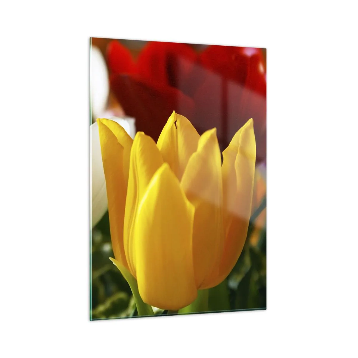 Quadro su vetro - Tulipani colorati in primo piano - 50x70cm - La febbre dei tulipani - Decorazione murale moderna per soggiorno e camera da letto ARTTOR