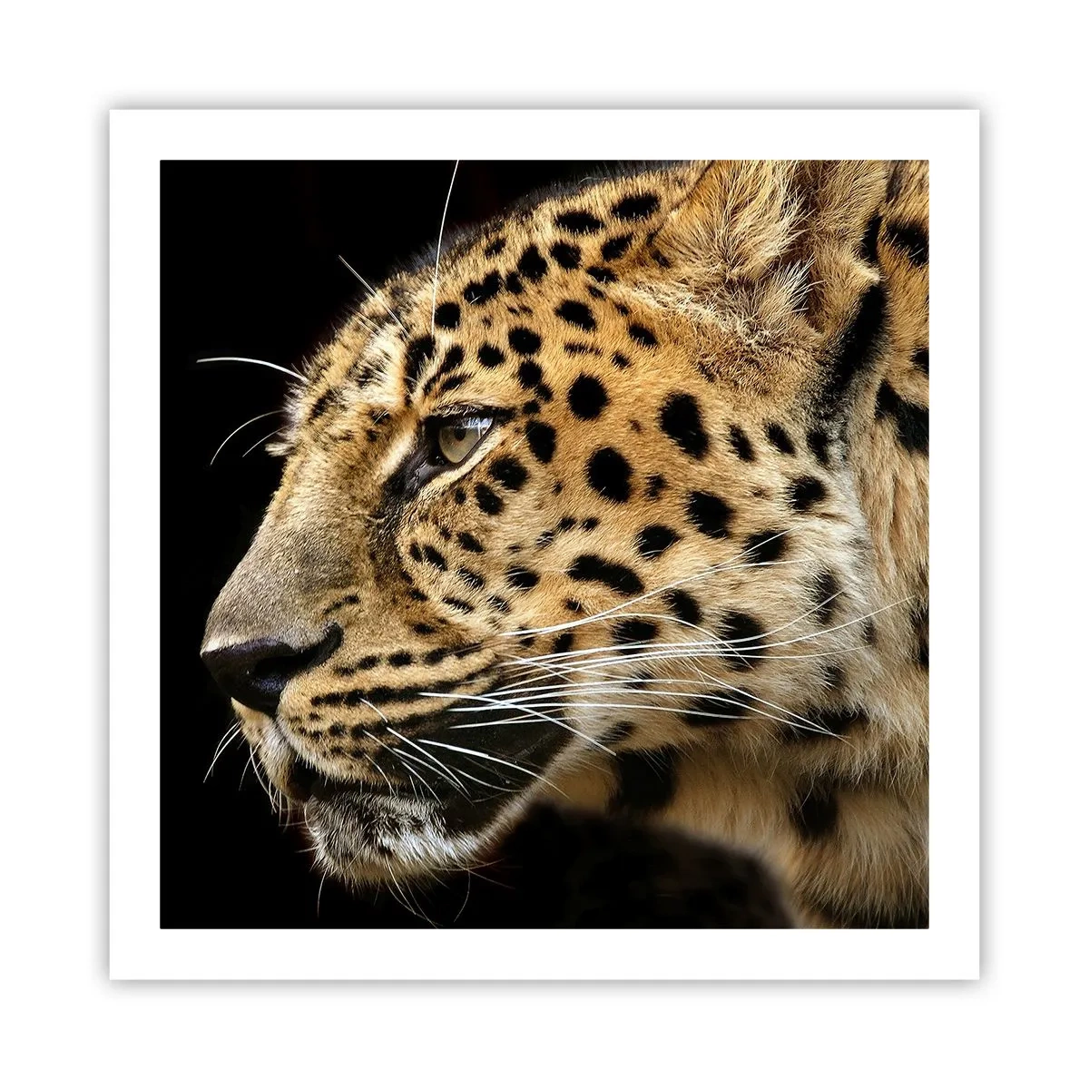 Poster - Calmo, concentrato, pronto - 60x60 cm