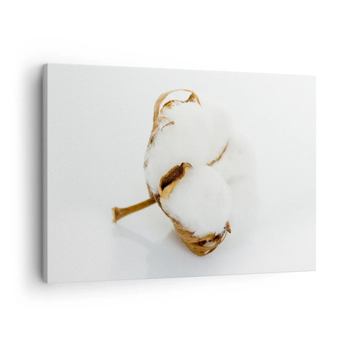 Quadro su tela - Stampe su Tela - Un ramo di cotone su uno sfondo chiaro in un approccio minimalista - 70x50cm - Naturalmente morbido - Decorazione murale moderna per soggiorno e camera da letto ARTTOR