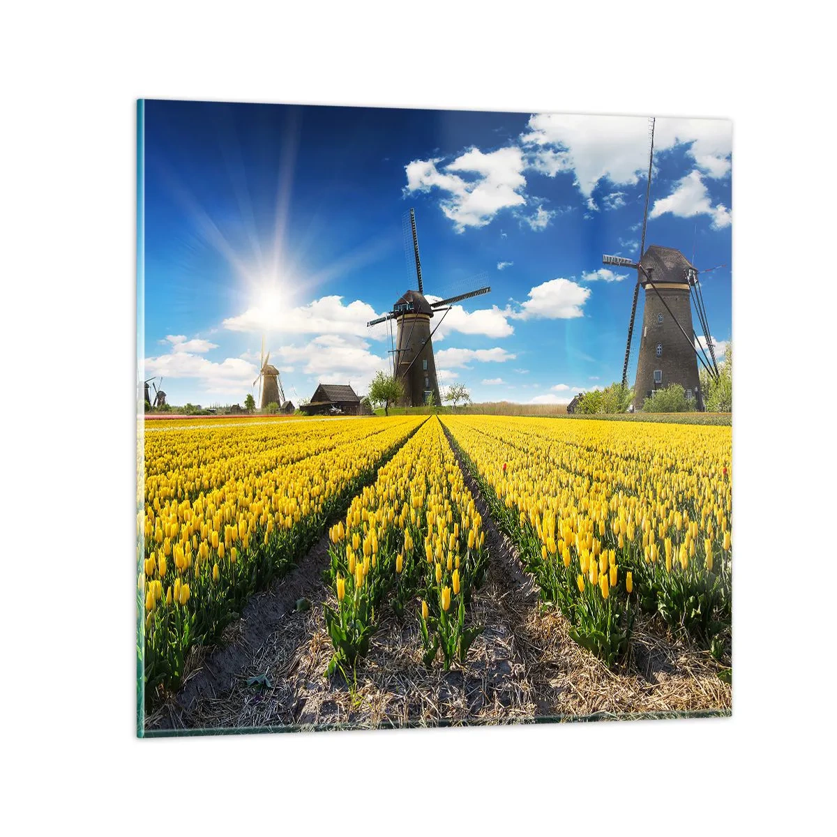 Quadro su vetro - Più olandesi di così non si può - 30x30 cm