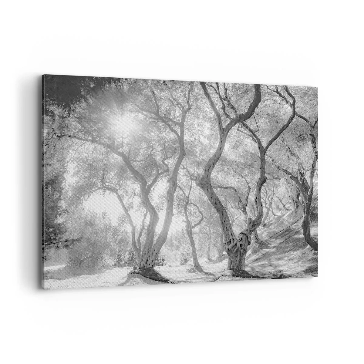 Quadro su tela - Stampe su Tela - Vista in bianco e nero degli alberi in un uliveto con raggi di sole - 120x80cm - Nell'orto degli ulivi - Decorazione murale moderna per soggiorno e camera da letto ARTTOR