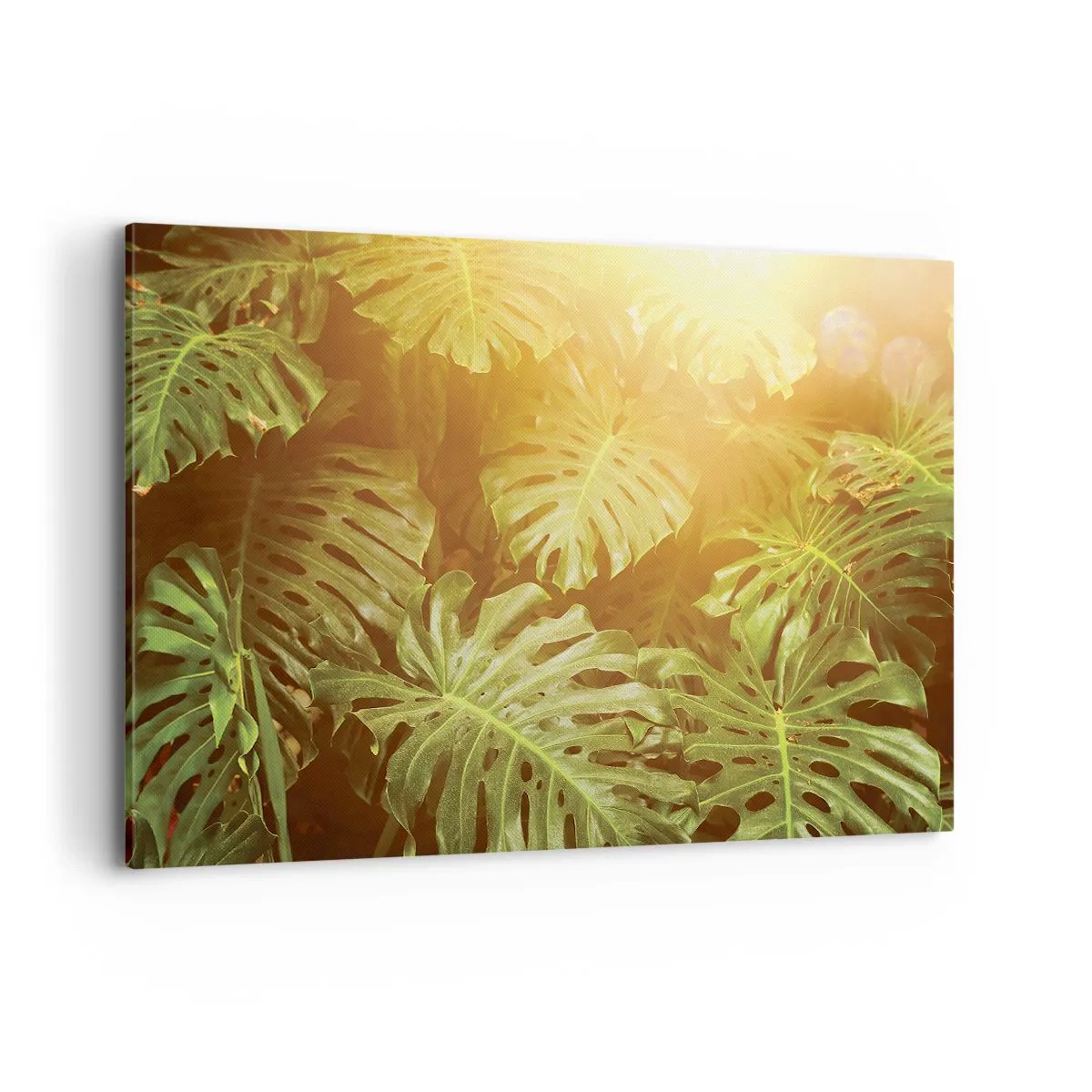 Quadro su tela - Stampe su Tela - Foglie di Monstera alla luce del sole su uno sfondo naturale - 120x80cm - Entrando nel verde... - Decorazione murale moderna per soggiorno e camera da letto ARTTOR