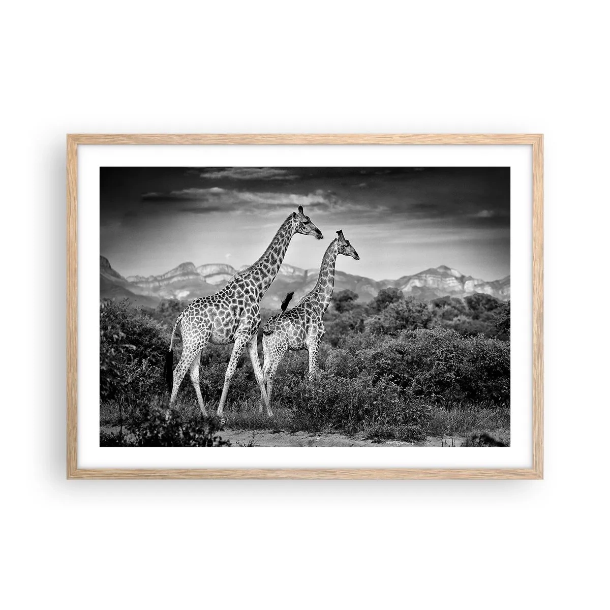 Poster in cornice rovere chiaro - Alta classe in Africa - 70x50 cm