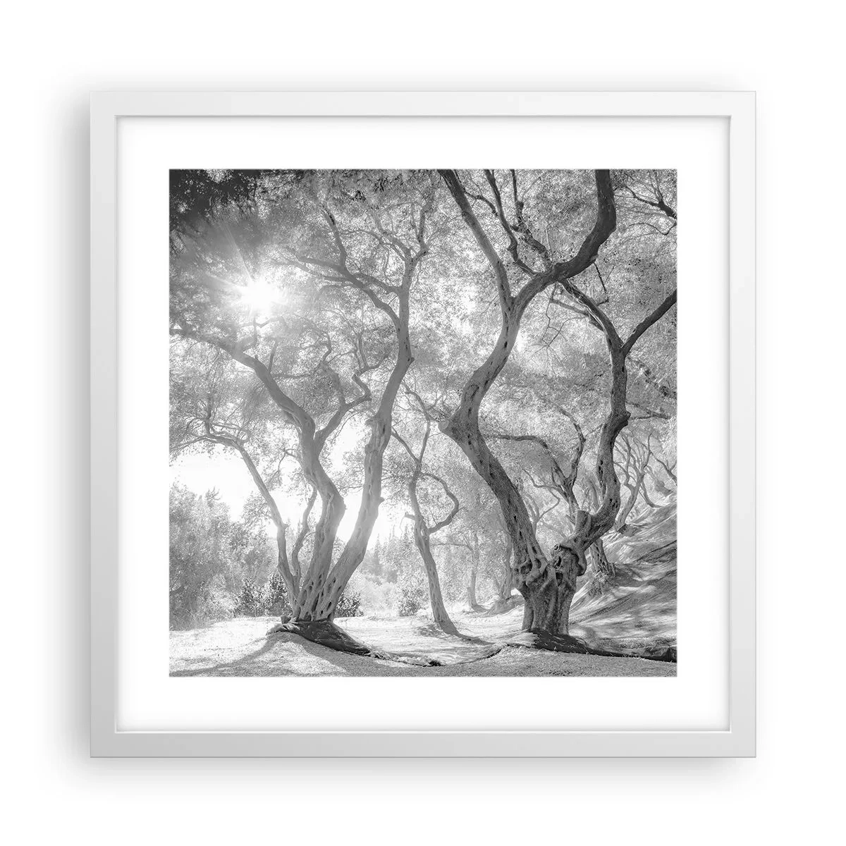 Poster in cornice bianca - Nell'orto degli ulivi - 40x40 cm