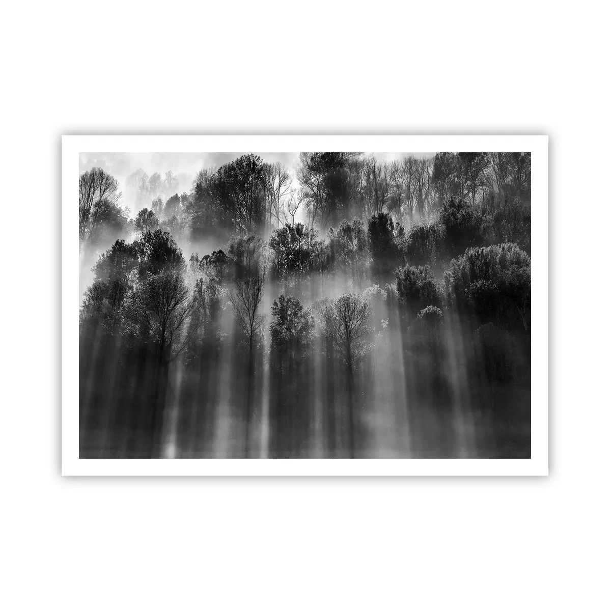 Poster - Foresta in bianco e nero alla luce del mattino - 100x70cm - Nei getti di luce - Decorazione murale moderna per soggiorno e camera da letto ARTTOR