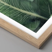 Rovere chiaro