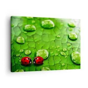 Quadro su tela - Stampe su Tela - Due coccinelle su una foglia con gocce d'acqua in macrofotografia - 70x50cm - Incontro in verde - Decorazione murale moderna per soggiorno e camera da letto ARTTOR