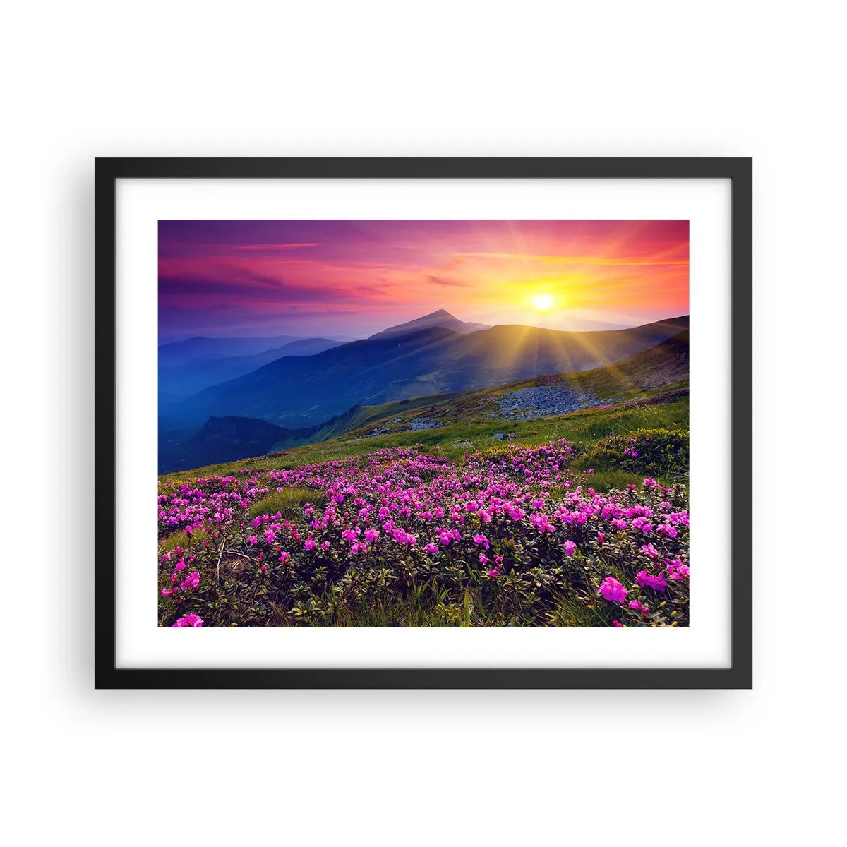 Poster in cornice nera - Odore di mugo e profumo di erbe - 50x40 cm