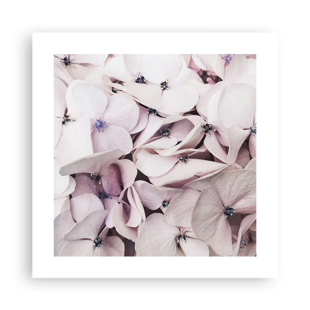 Poster - Un'alluvione di fiori - 40x40 cm